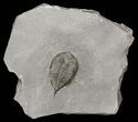 Dalmanites Trilobite Fossil - New York #68095-1